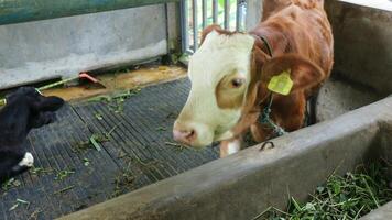 un marrón vaca comiendo césped en un granja. foto