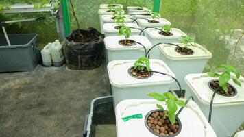 Modern agriculture. Hydroponic system on a bucket photo