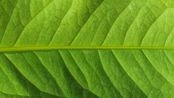 Close-up photo of green leaves texture color abstract art form