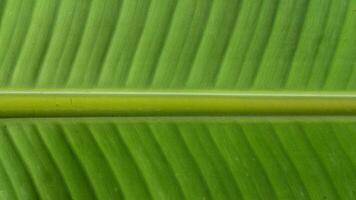Close-up texture of green banana leaves. Banana leaves background. photo