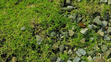 Green grass with stones, grass with stones gravel, photo background.