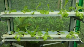 Modern agriculture. Hydroponic system on a bucket photo