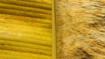 el color diferencia Entre amarillo y seco plátano hojas. cerca arriba foto de el textura de amarillo y seco plátano hojas.