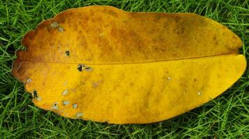 yellow leaf autumn color texture photo