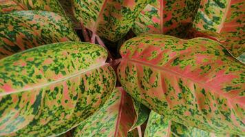 Background texture of aglonema leaves. photo