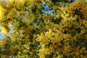 Lush acacia flowers on a sunny day photo