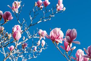 Fresco magnolia flores en un antecedentes de azul cielo foto