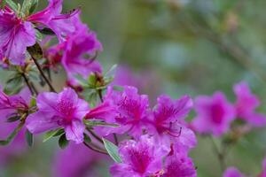 primavera floración árbol con brillante rosado flores y superficial profundidad de campo, antecedentes difuminar verde antecedentes foto