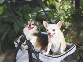 two  chihuahua dogs standing in pet stroller in the garden. Smiling happily. photo