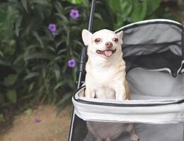 brown short hair chihuahua dog standing in pet stroller in the garden. Smiling happily. photo