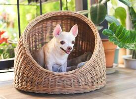 brown short hair chihuahua dog sitting in wicker or rattan pet house in balcony, smiling and looking at camera. photo