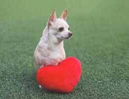 brown Chihuahua dogs sitting  with red heart shape pillow on green grass, looking away. Valentine's day concept. photo
