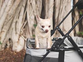 happy and healthy Chihuahua dog standing in pet stroller with  banyan tree roots background in the park, smiling and looking at camera. photo