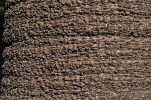 cork bark wood texture background photo