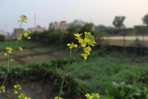 un campo de amarillo flores en frente de un agua torre foto