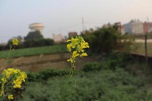 un campo de amarillo flores en frente de un agua torre foto