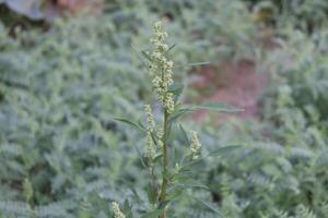 a plant with green leaves and flowers in the middle of a field photo