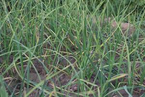 a field of green onions with yellow and brown spots photo