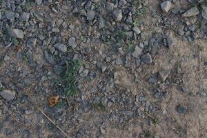 a close up of a small yellow flower on a rock photo