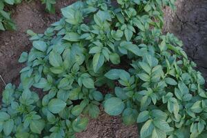 a field of potatoes growing in the dirt photo