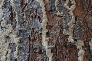 a close up of a tree with some paint on it photo