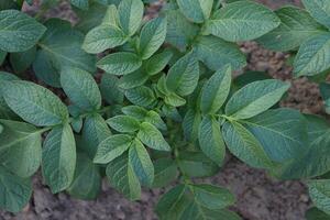 a field of potatoes growing in the dirt photo