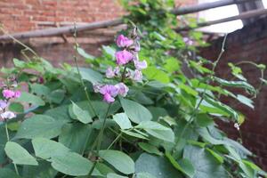 pea plants in the garden photo