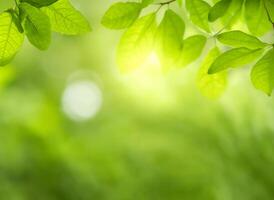 Closeup beautiful view of nature green leaves on blurred greenery tree background with sunlight in public garden park. It is landscape ecology and copy space for wallpaper and backdrop. photo