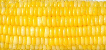 Yellow corn texture photo