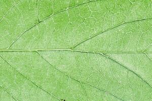 Green leaf veins texture. Natural enviroment vibrant pattern background. photo