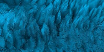 Closeup macaw feathers for background photo