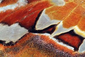 Attacus atlas. Atlas moth. Wing of colorful tropical Atlas butterfly close up. Butterfly wing texture background photo