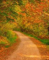 ruta en el bosque a otoño foto
