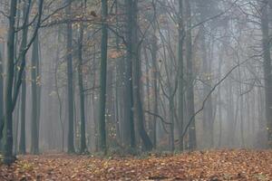 Forest in fog with mist. Fairy spooky looking woods in a misty day. Cold foggy morning in horror forest with trees photo