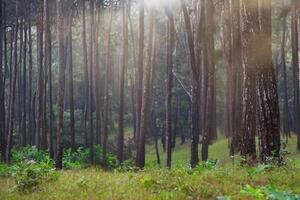 beautiful forest landscape in the morning photo