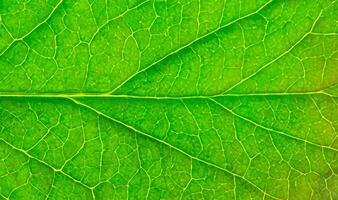 Green leaf texture background. Macro of a green leaf with veins. photo