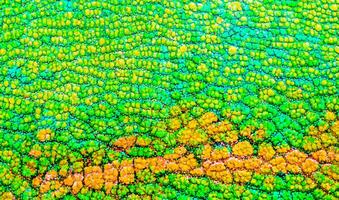 Beautiful multicolored bright chameleon skin, reptile skin pattern texture multicolored close-up as a background. photo