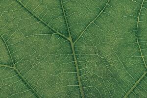 cerca arriba verde textura antecedentes. recortado Disparo de verde hoja texturizado resumen naturaleza antecedentes patrón para diseño. macro fotografía vista. foto