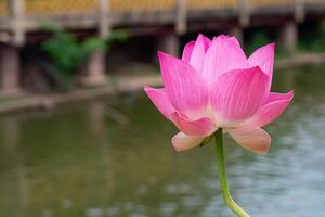 de cerca de uno rosado agua lirio es floreciente en un estanque. hermosa naturaleza fotos