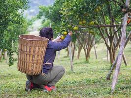 The back view of worker is picking tangerines for putting in a bamboo basket their back behind. photo