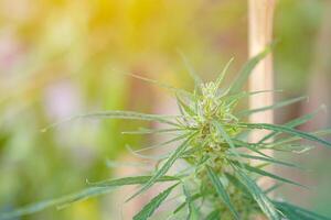 Close-up of bush flowering herb cannabis in farmland with sunlight background. Concept marijuana plantations for medical photo