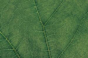 Close up green texture background. Cropped shot of green leaf textured. Abstract nature background pattrn for design. Macro photogrpaphy view. photo