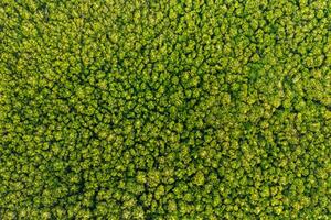 Aerial view Trees in the forest top view aerial rainforest ecosystem And healthy environment concept and background texture of forest view green trees from above text copy spac. photo