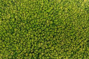 Aerial view Trees in the forest top view aerial rainforest ecosystem And healthy environment concept and background texture of forest view green trees from above text copy spac. photo