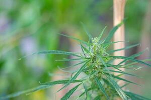 Close-up of cannabis plant growing from the outdoor farms. Hemp green leaves. Concept of marijuana plantations for medical photo