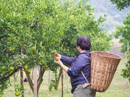 The back view of worker is picking tangerines for putting in a bamboo basket their back behind. photo