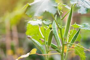de cerca de okra es crecido en ollas y metido en el jardín. foto