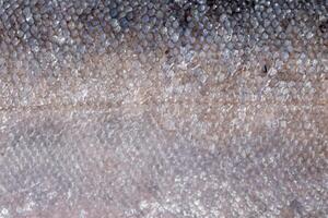 close up of salmon skin texture photo