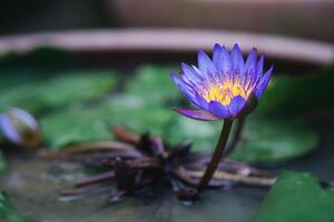 Close-up of beautiful of purple lotus are blooming in the potted with nature background photo