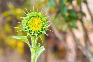 Close-up of green young sunflower bud before blooming with nature background photo